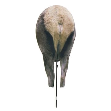 BACK COUNTRY ELK