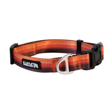 BACKTRACK DOG COLLAR