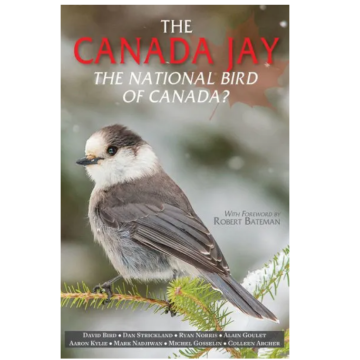 CANADA JAY, THE