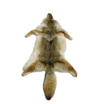 COYOTE PELT 1