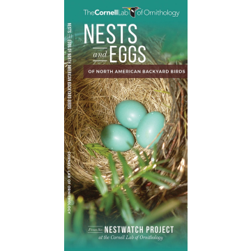 WP: NESTS AND EGGS